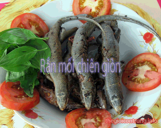 Kỹ thật nuôi rắn mối công nghiệp mới